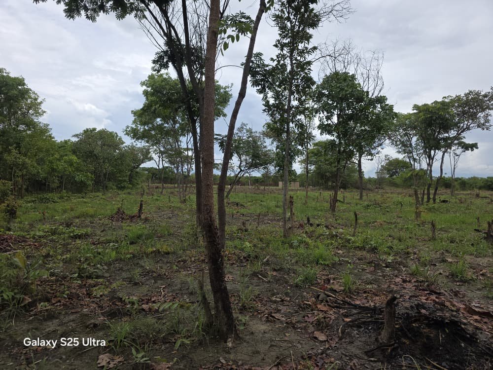 Cleared land